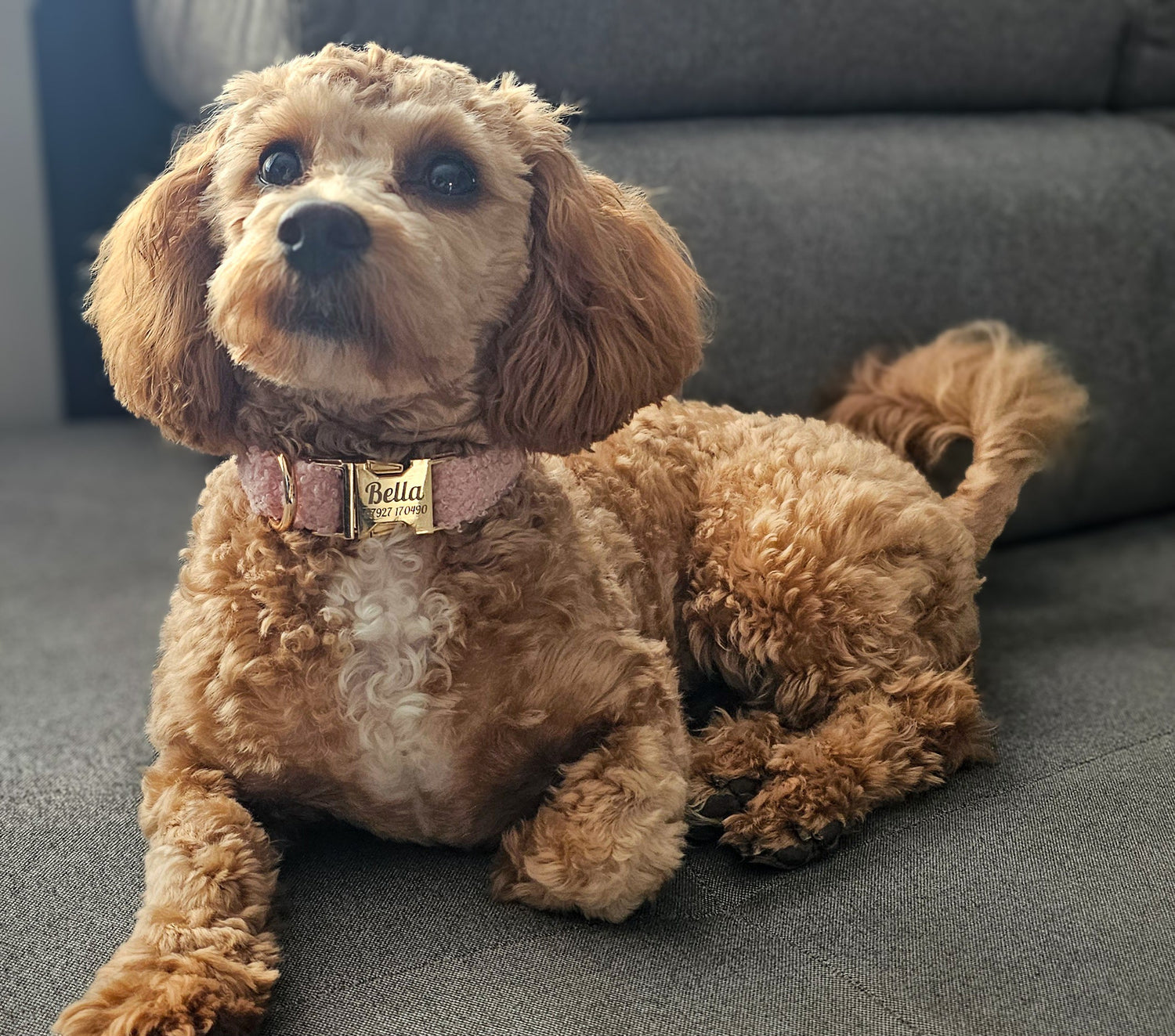 Teddy fleece personalised dog collar with bow tie on a fluffy dog.