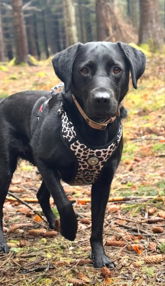 A black Labrador Retriever standing in a forest.