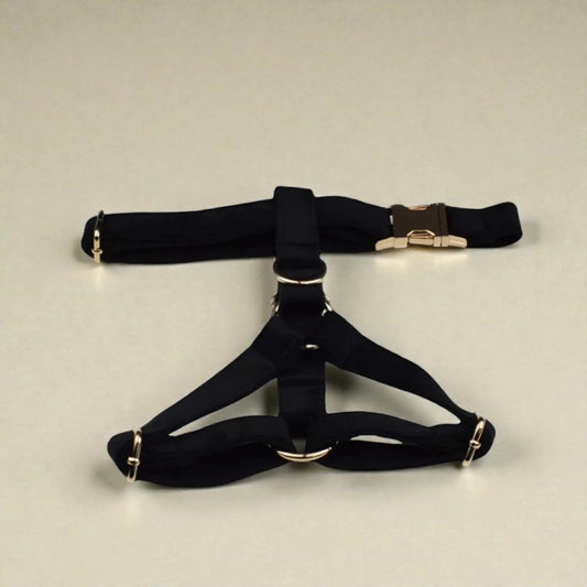 Black harness with gold hardware on a beige background