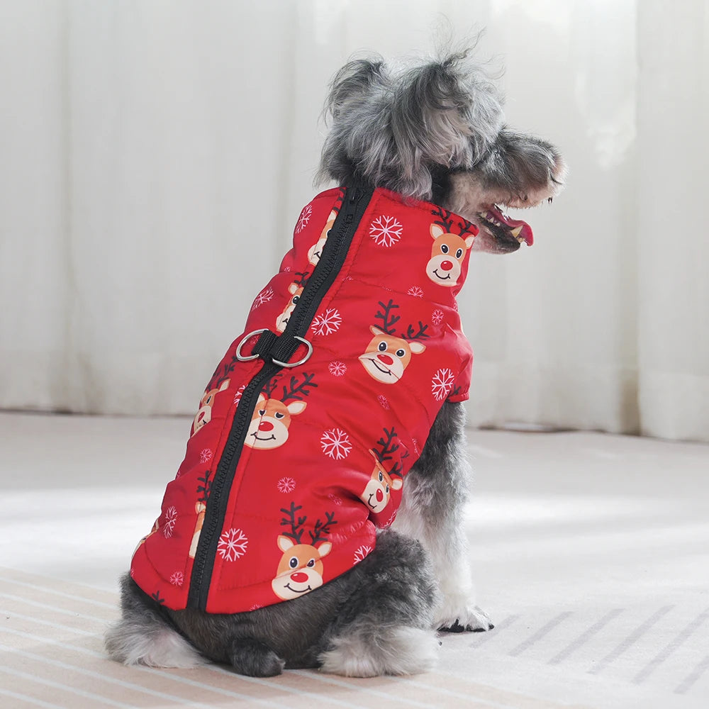 rear view of red coat on dog