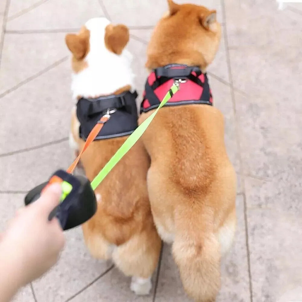 Two dogs on a lead being walked on a tiled floor.