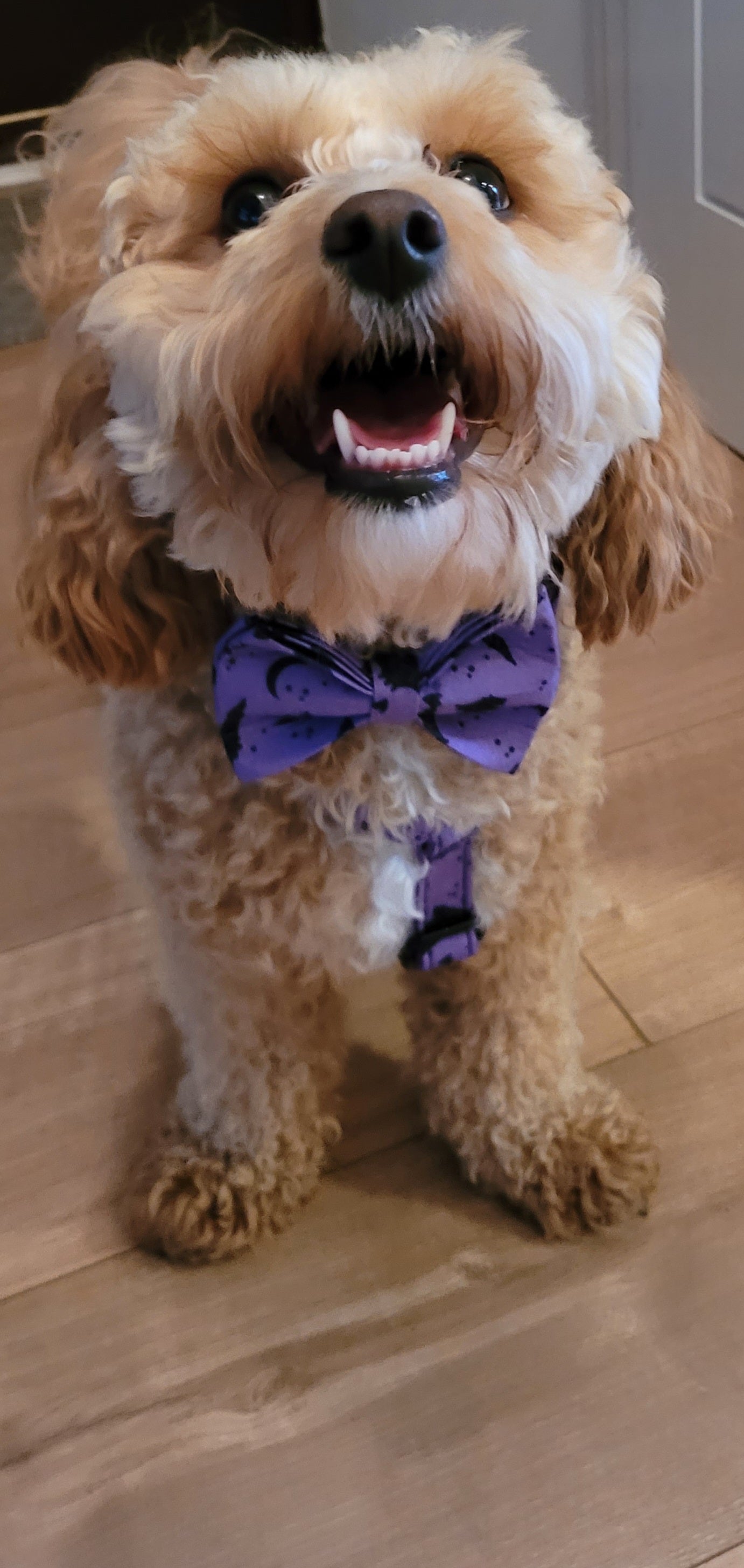 Vampire Nights Personalised Dog Collar & Harness Set – Halloween 4-Piece Pet Accessory with Engraved ID Tag, Lead & Bow Tie (XS–XL)