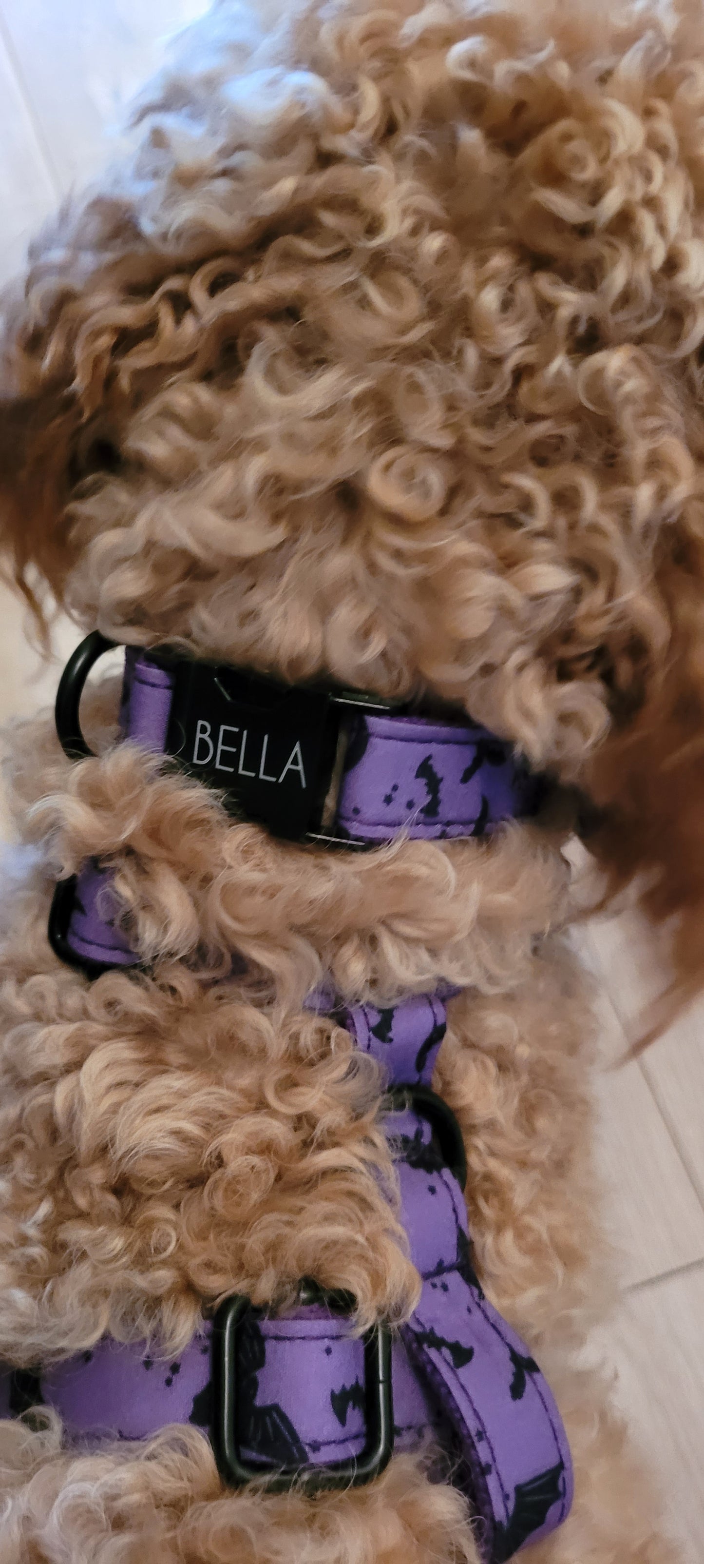 Vampire Nights Personalised Dog Collar & Harness Set – Halloween 4-Piece Pet Accessory with Engraved ID Tag, Lead & Bow Tie (XS–XL)
