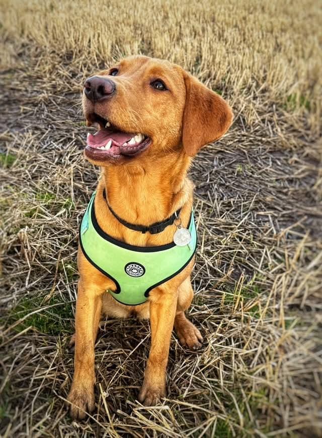 Dog wearing a Snazzy Pooch padded slip-on harness in peppermint green.