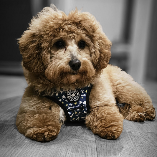 Snazzy Pooch no-pull training harness with paws and bones design on a fluffy dog.