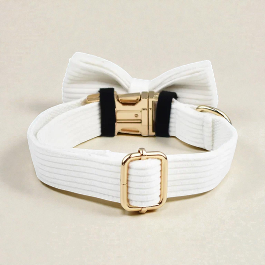 White corduroy dog collar with a bow and gold hardware on a beige background