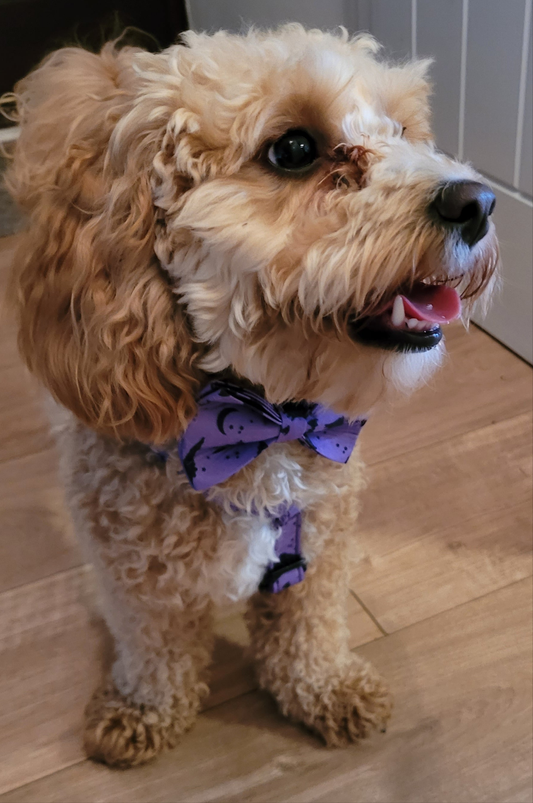 Vampire Nights Personalised Dog Collar & Harness Set – Halloween 4-Piece Pet Accessory with Engraved ID Tag, Lead & Bow Tie (XS–XL)