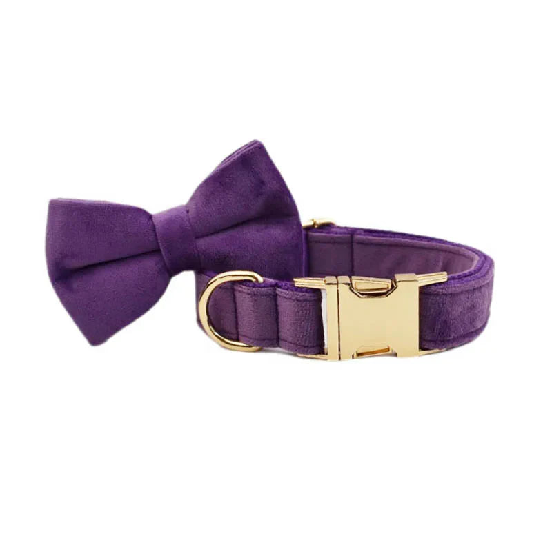 Purple velvet dog collar with gold buckle and matching bow tie.