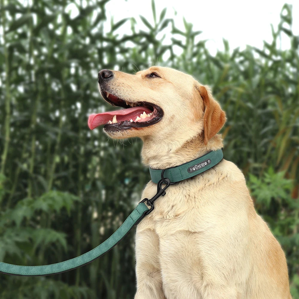 Faux Leather Dog Collar with Engraved Nameplate – Optional Lead
