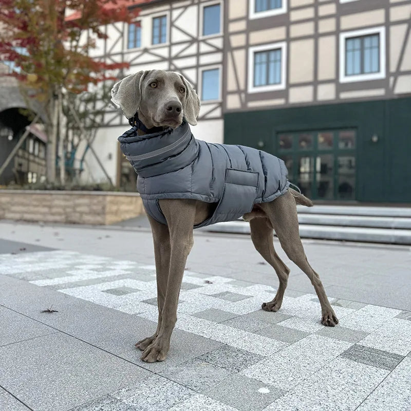 Snug & Dry waterproof dog coat on a dog outdoors, windproof and insulated for winter.
