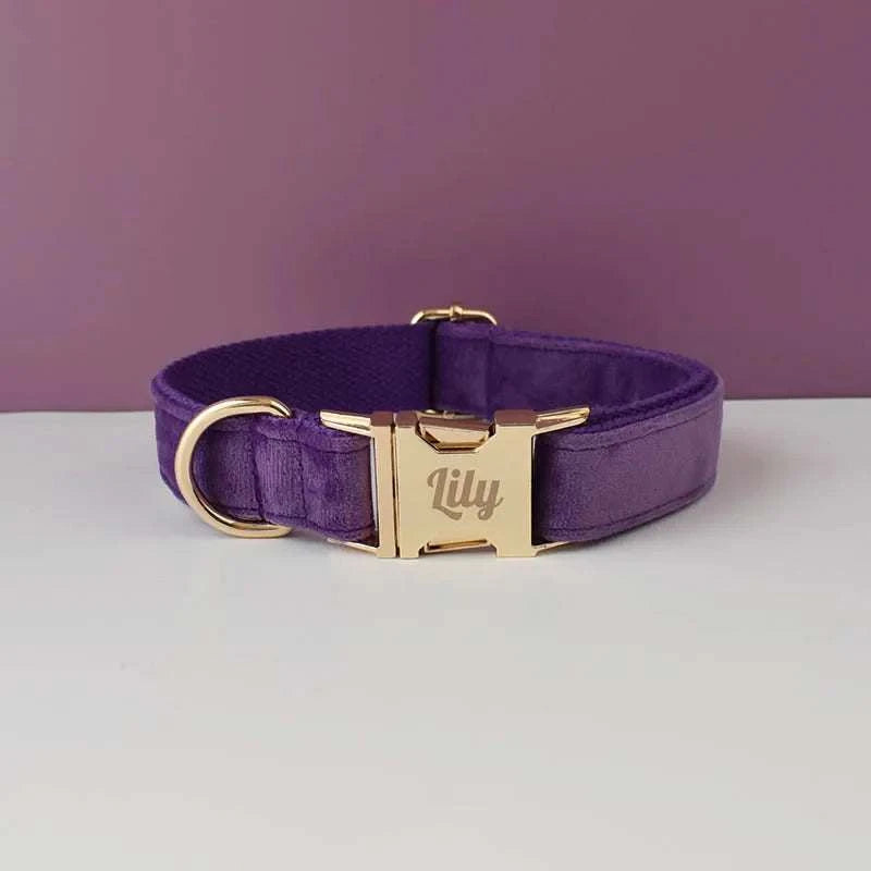 Purple velvet dog collar with engravable gold buckle, luxury pet accessory.