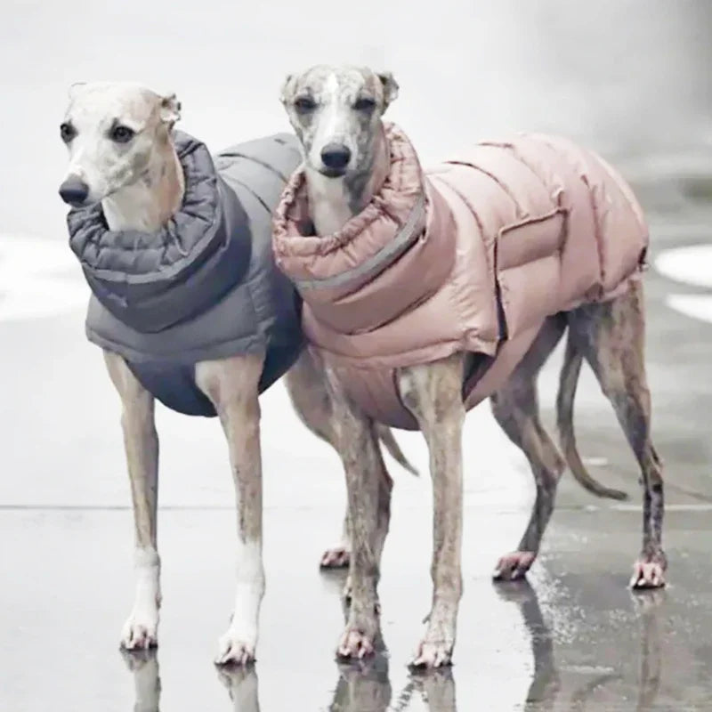 Waterproof and insulated dog coats keeping dogs warm and stylish.