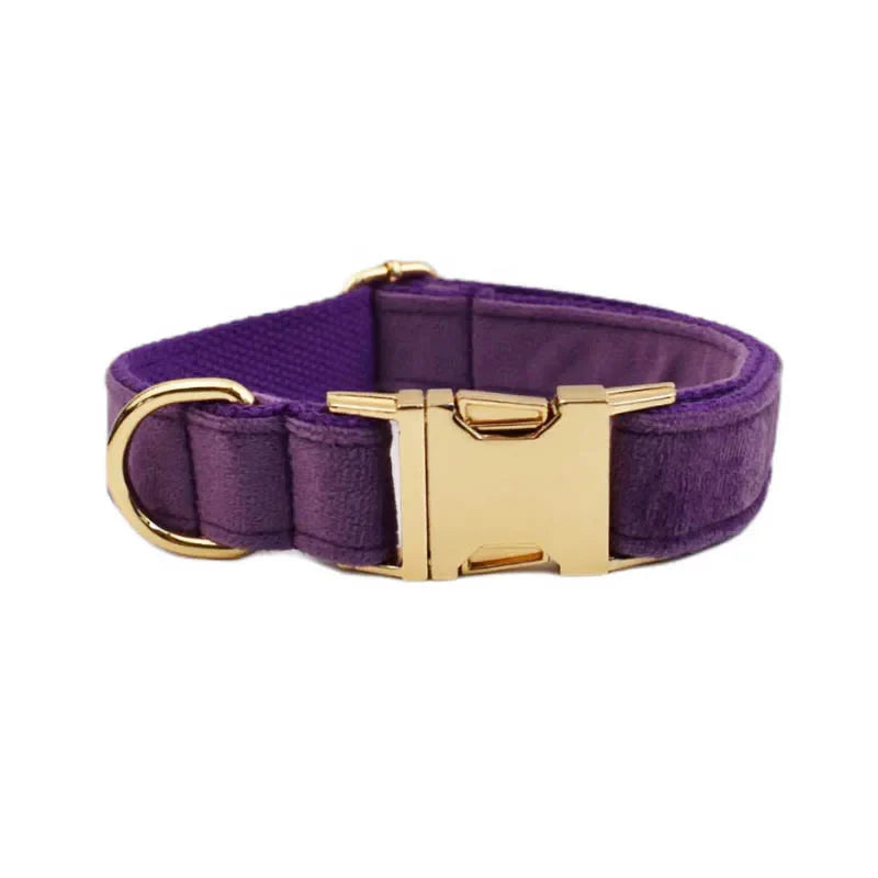 Purple velvet dog collar with gold buckle, luxury pet accessory.