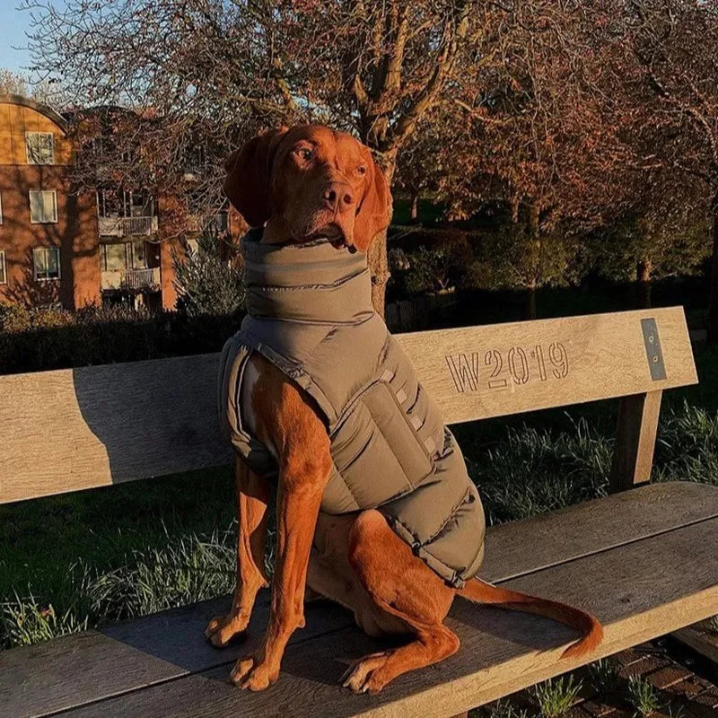 Waterproof and insulated dog coat for winter walks, featuring a stylish and durable design.
