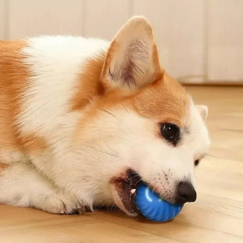 Dog playing with a blue ball on a wooden floor