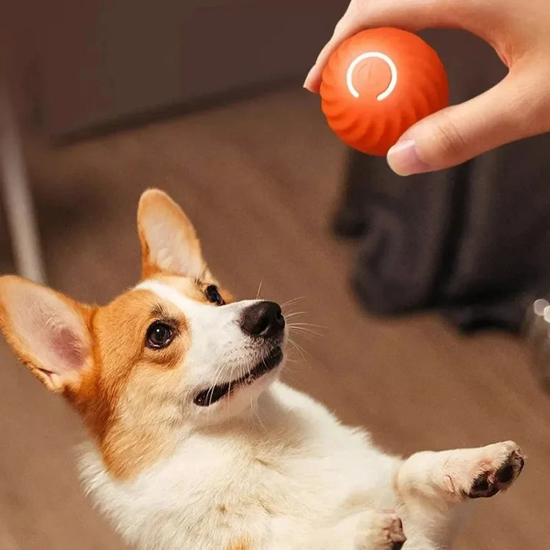 Dog looking at a hand holding an orange ball with a white logo.