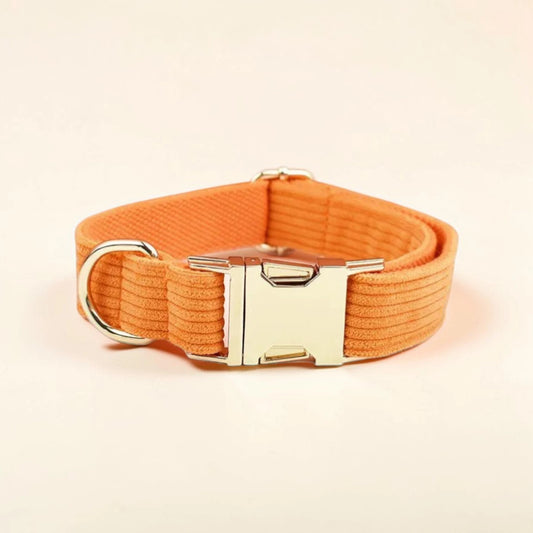 Orange dog collar with a gold buckle on a beige background