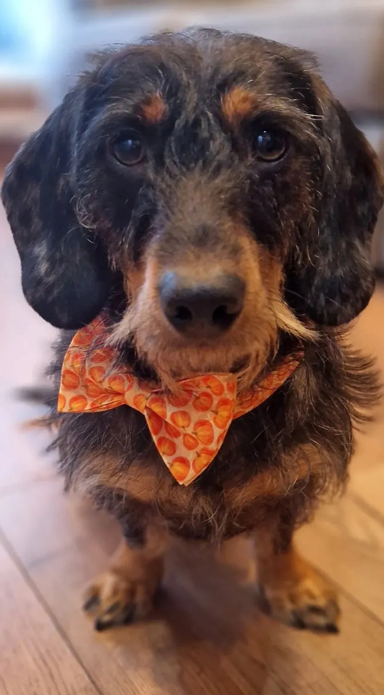 Pumpkin Patch Dog Collar & Harness Set – Premium Engraved 4-Piece Bundle or Individual Options  (XS–XL)