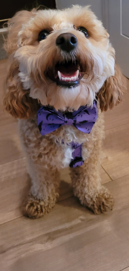 Vampire Nights Personalised Dog Collar & Harness Set – Halloween 4-Piece Pet Accessory with Engraved ID Tag, Lead & Bow Tie (XS–XL)