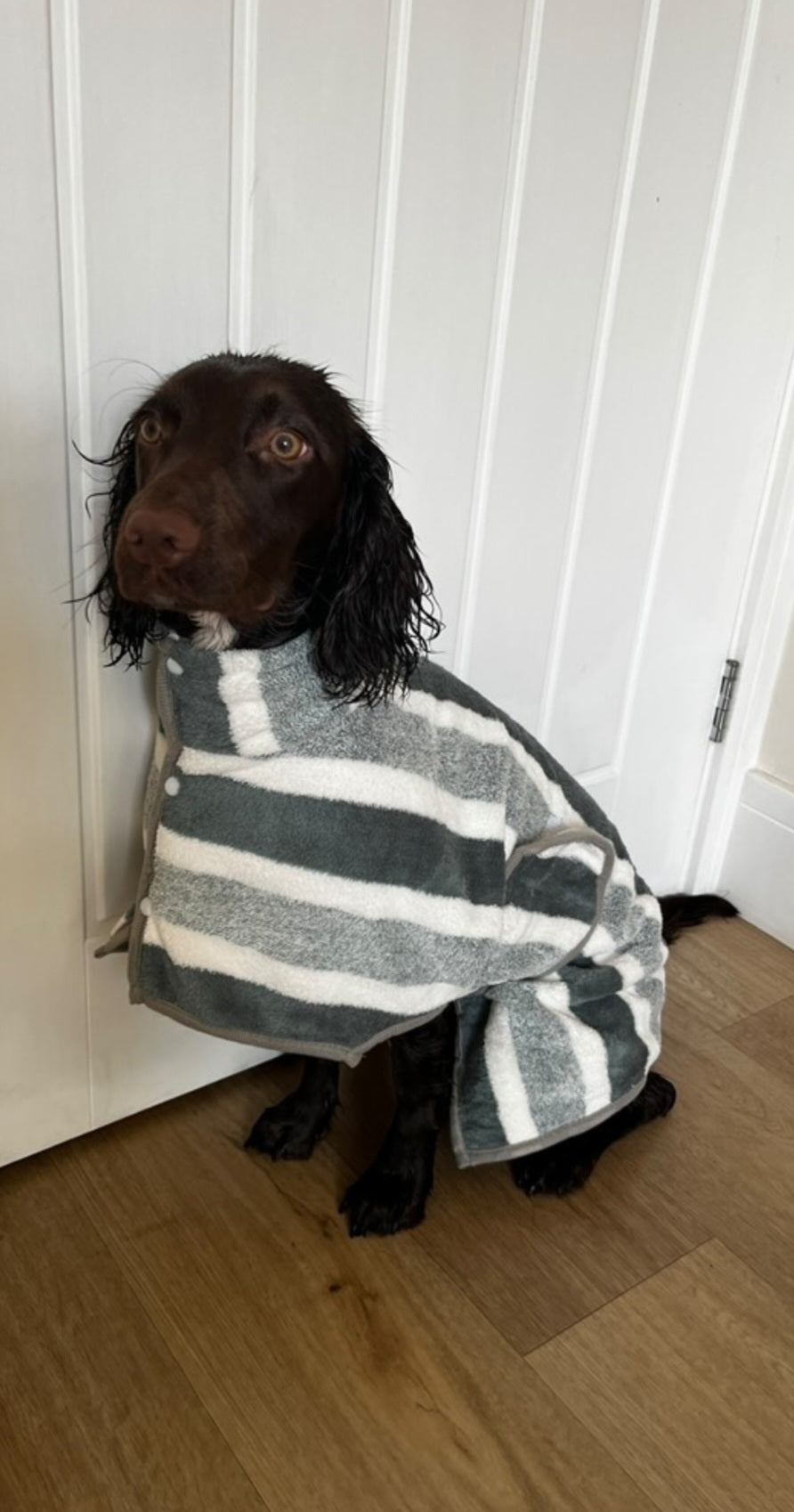 Dog wearing a gray and white striped drying robe indoors.