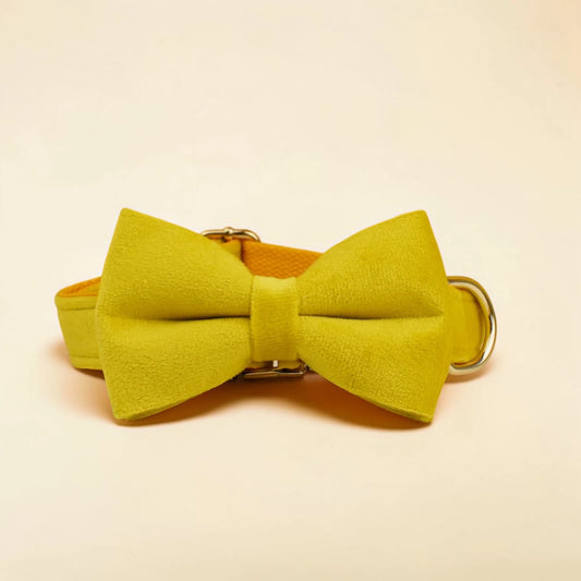 Yellow dog bow tie on a beige background