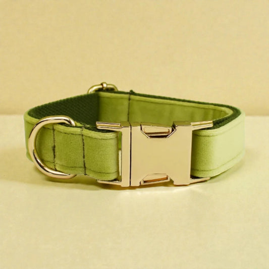 Green dog collar with a metal buckle on a beige background