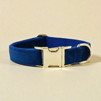 Blue dog collar with gold buckle on a beige background