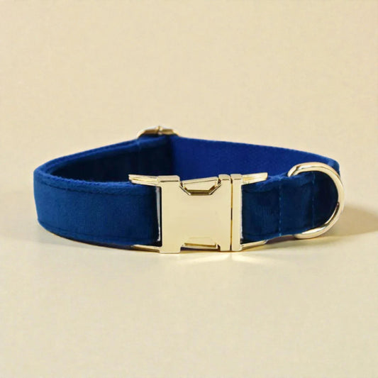 Blue dog collar with gold buckle on a beige background