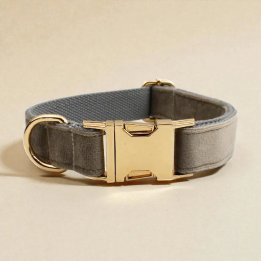 Grey dog collar with gold buckle on a beige background