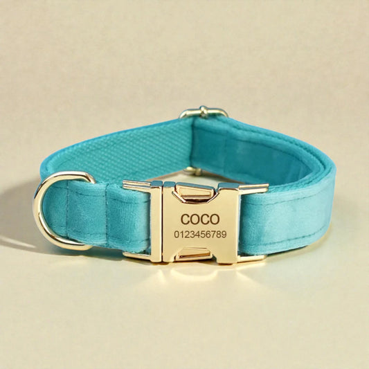 Turquoise dog collar with gold buckle and engraved nameplate on a beige background