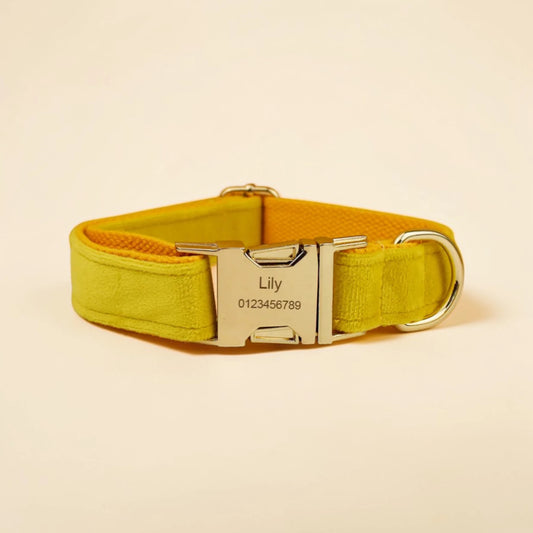 Yellow dog collar with a gold buckle and engraved nameplate on a beige background