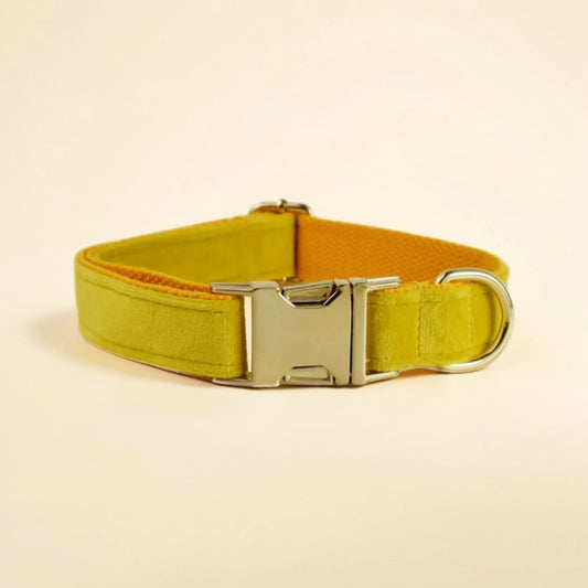 Dog collar with a metallic buckle on a beige background