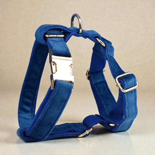 Blue dog harness with gold hardware on a beige background
