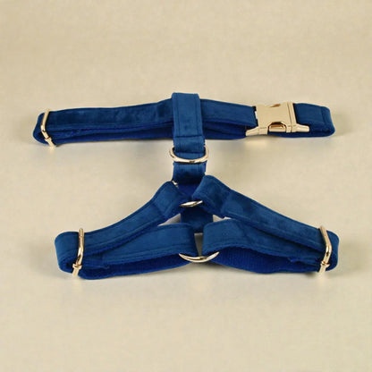 Blue dog harness with gold hardware on a beige background