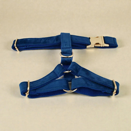 Blue dog harness with gold hardware on a beige background