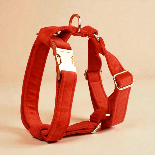 Red dog harness with gold hardware on a beige background