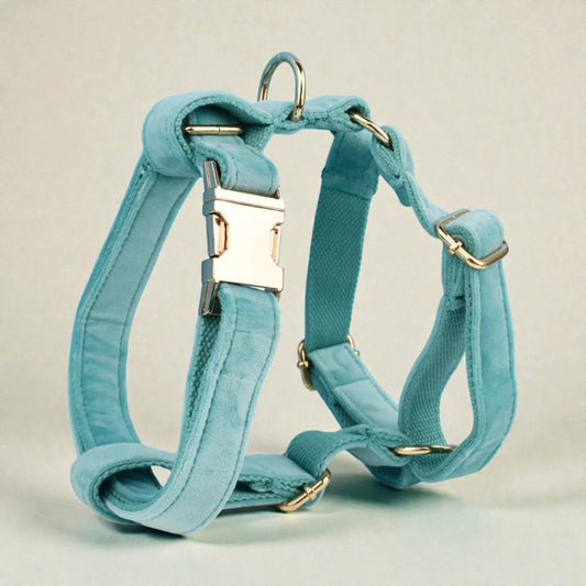 Turquoise dog harness with gold hardware on a beige background