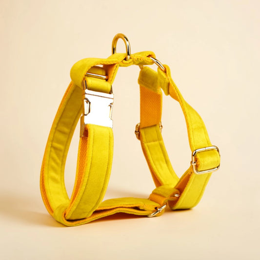 Yellow dog harness on a beige background