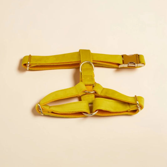 Yellow dog harness on a beige background