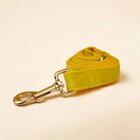 Yellow dog lead with gold clip on a beige background