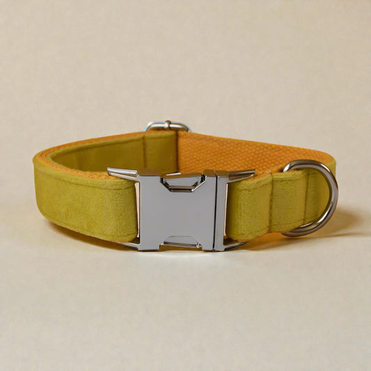 Yellow dog collar with a silver buckle on a beige background