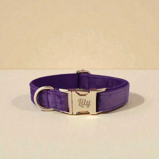 Purple dog collar with gold buckle and with engraving on a beige background