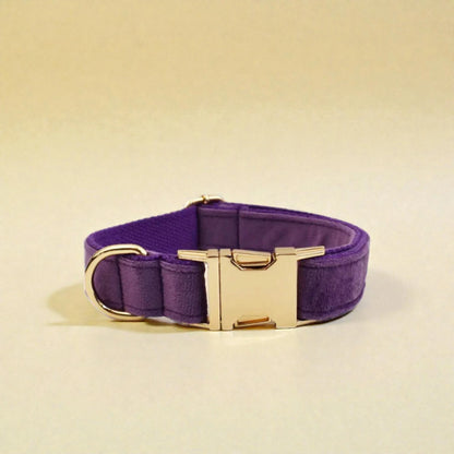 Purple dog collar with a gold buckle on a beige background
