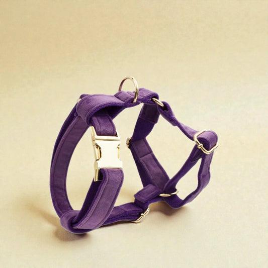 Purple dog harness with gold hardware on a beige background